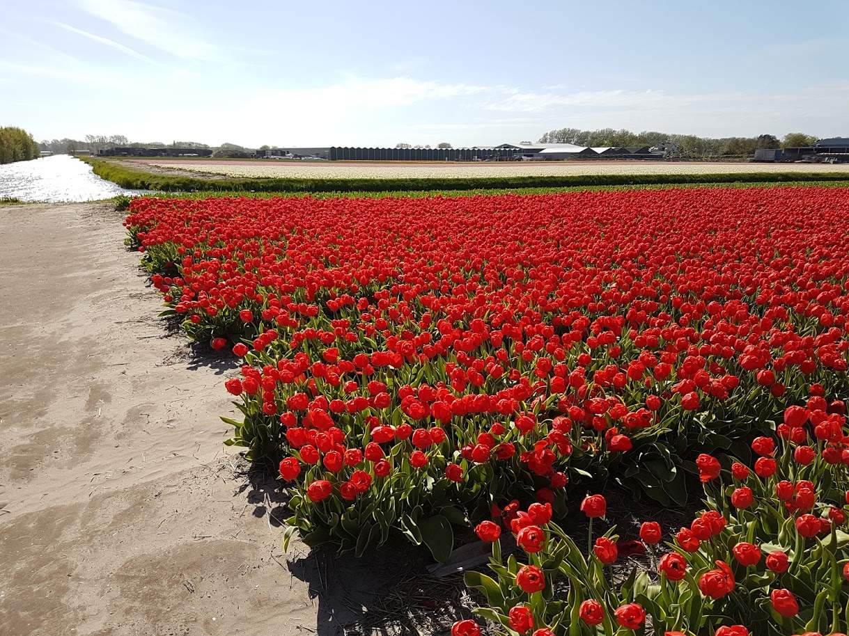 Tulipánová polia v okolí Keukenhofu