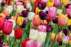 Kvetomluva tulipán