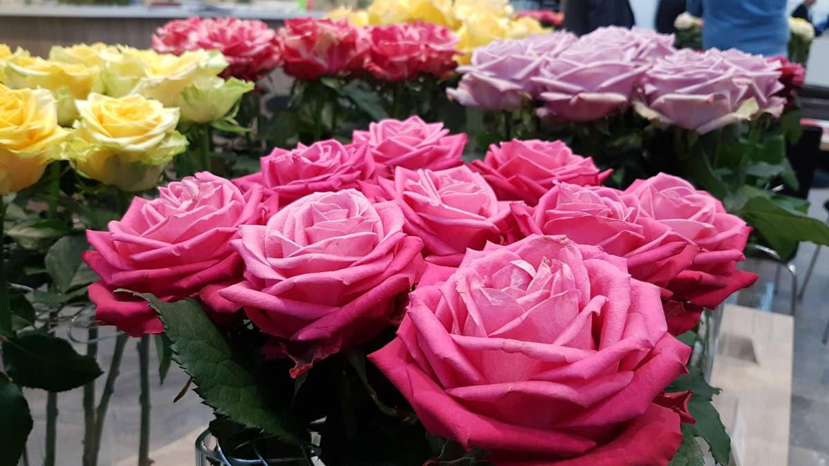 Luxusní růže versus levné růže