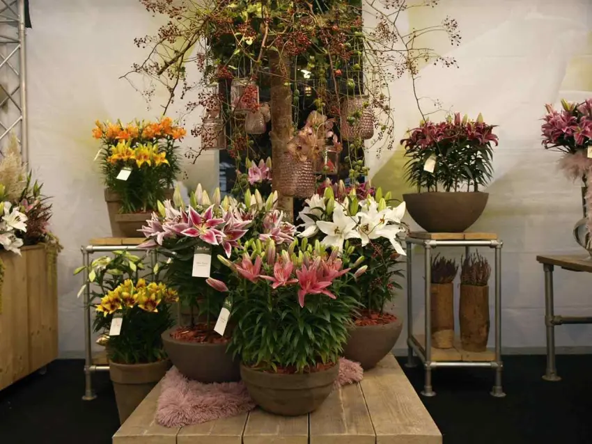 Královské orientální lilie