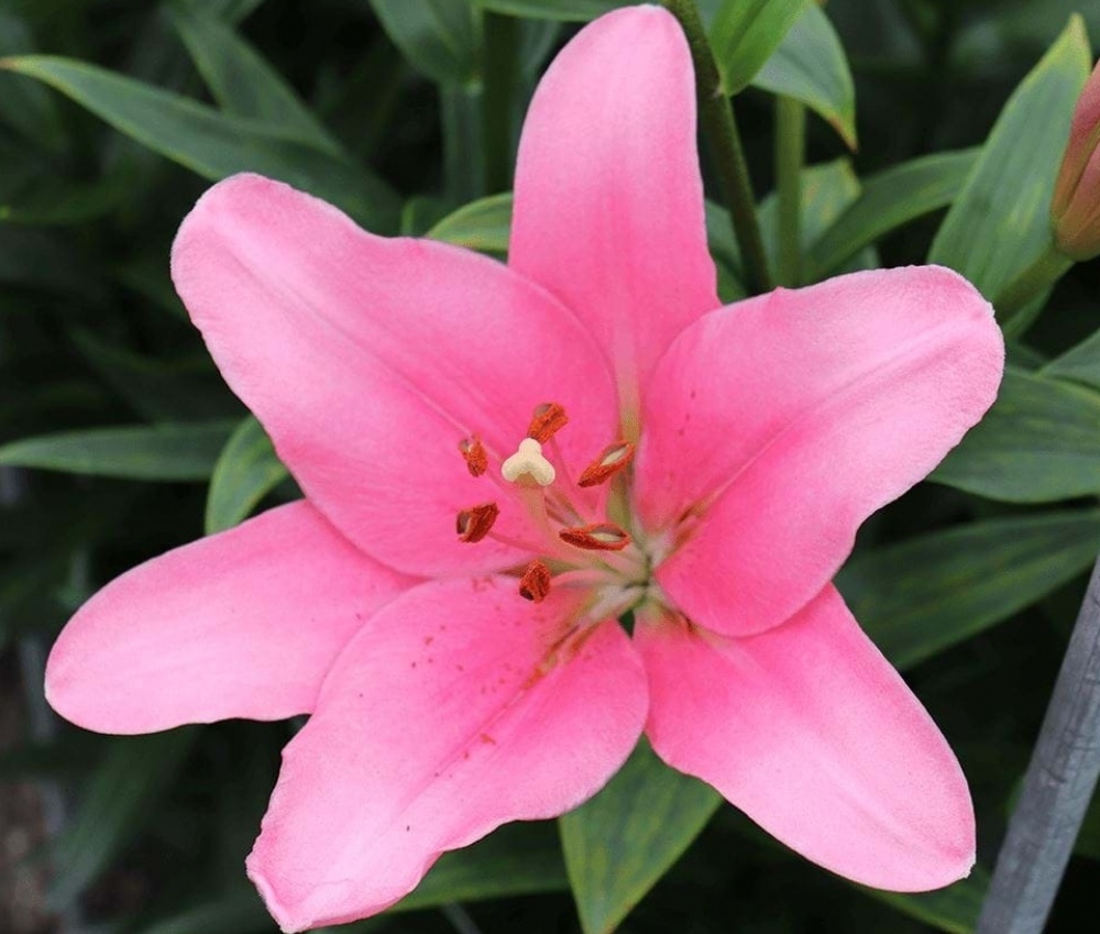 Hybridní lilie La Brindisi