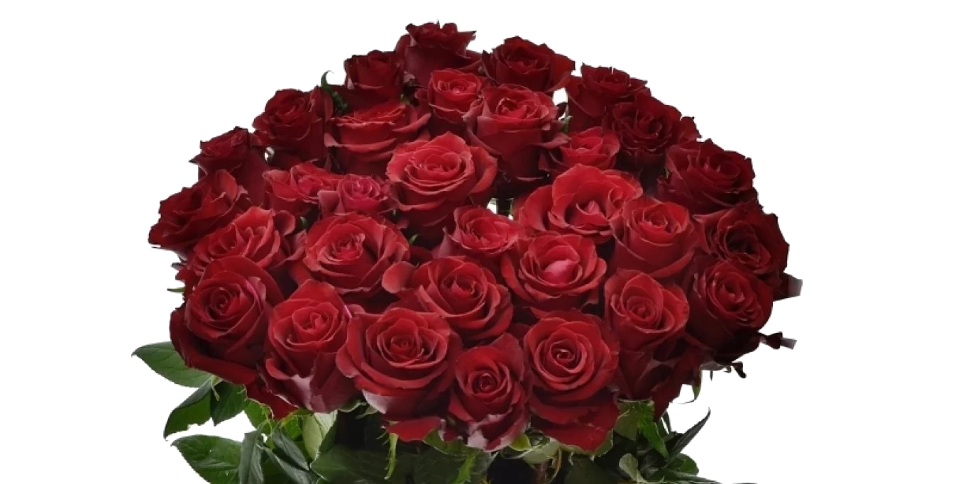 Růže s největším květem Ever Red