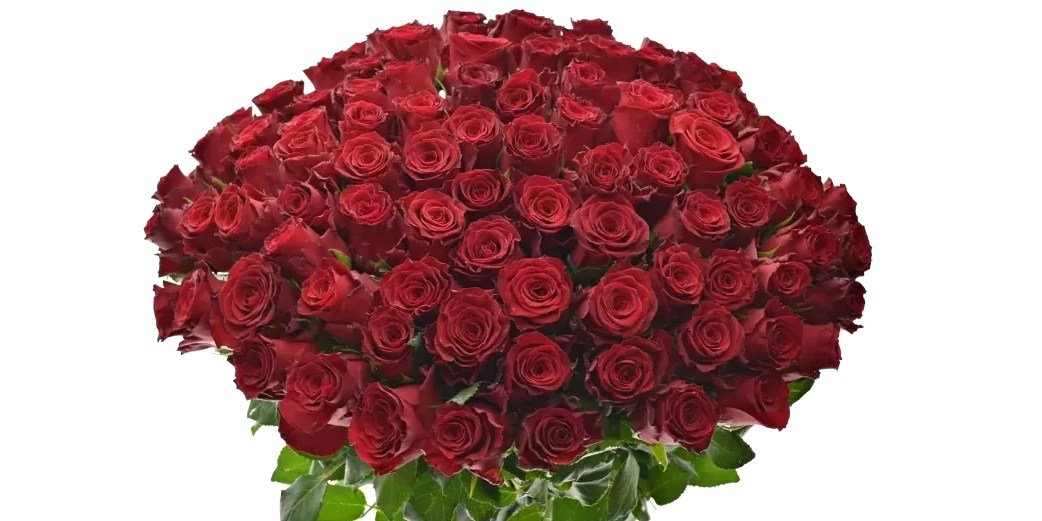 Červená růže Rhodos