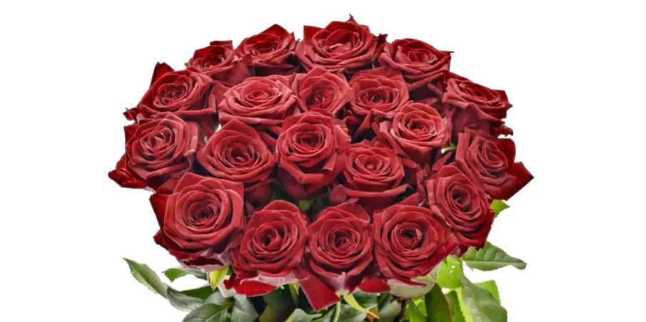 Superprémiová růže Red Naomi