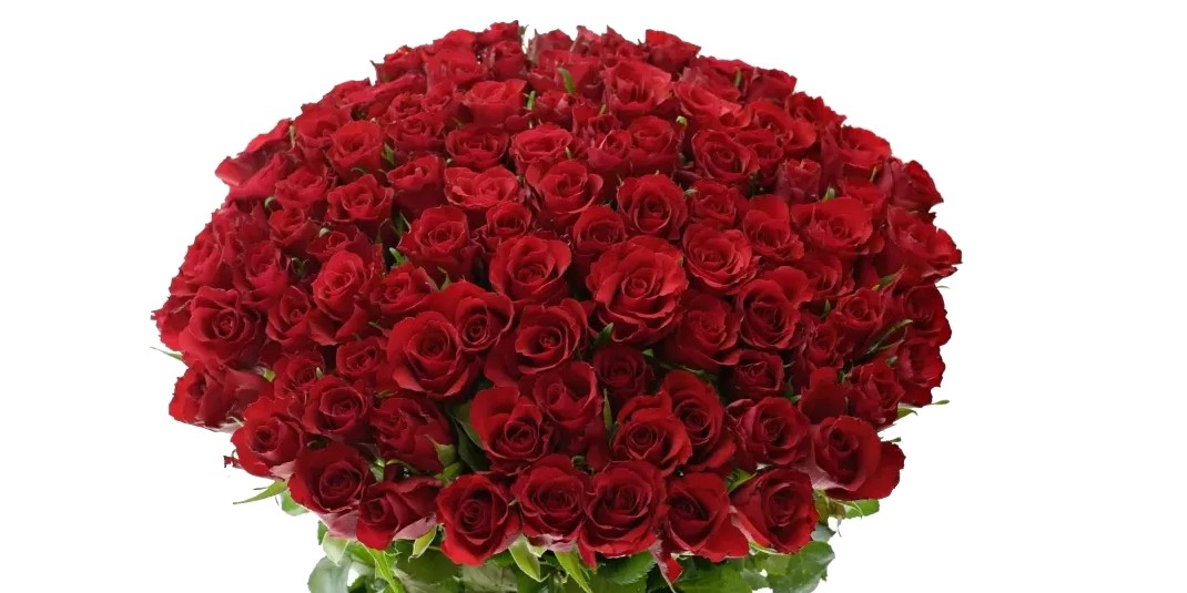 Drobnokvětá růže Red Calypso