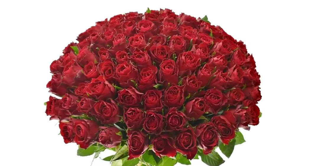 Růže Madam Red na váš vánoční stůl