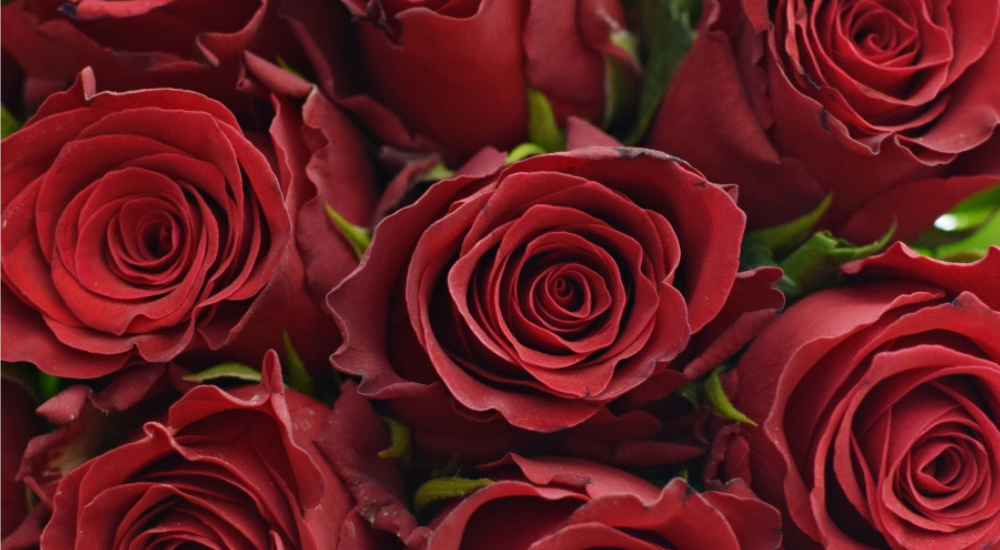 Květy červené řezané růže Rhodos