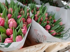 Pěstitel tulipánu Triflor
