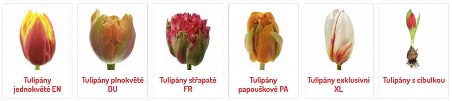 Kategorie tulipanu.png (203 KB)