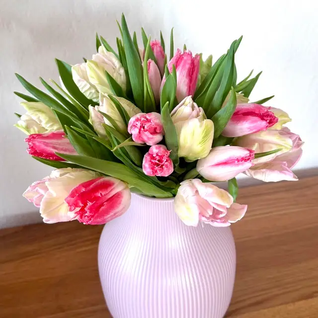 Papouškovitý tulipán se zvlněným rozstříhaným okvětím