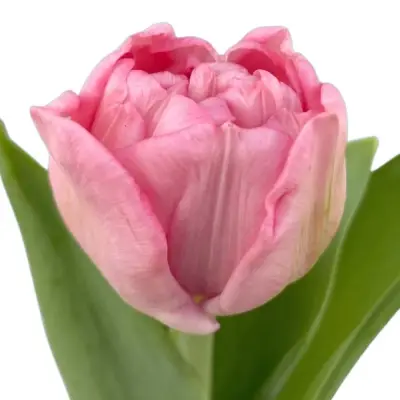 Plnokvětý tulipán připomínající pivoňku
