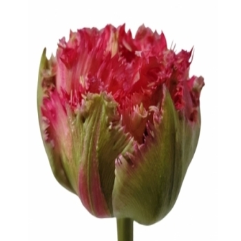 tulipan_strapaty.jpg (49 KB)