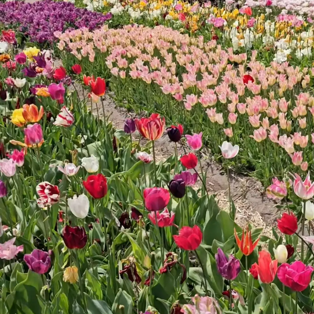 Kytice míchaných barevných tulipánů
