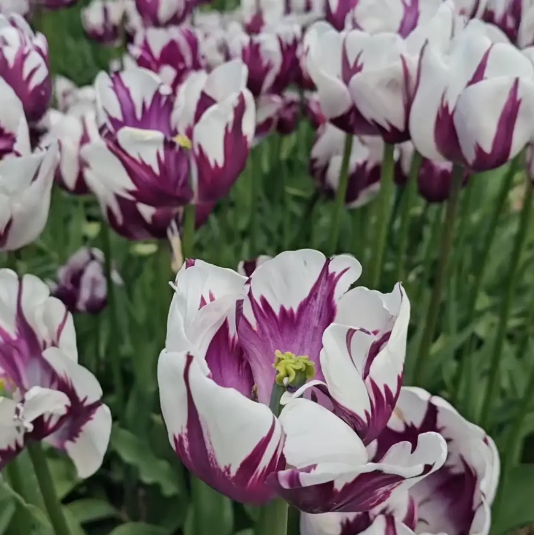 Žíhané dvoubarevné tulipány
