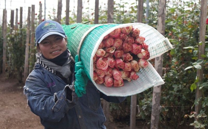 Udržitelnost pěstování růží - Ekvádor