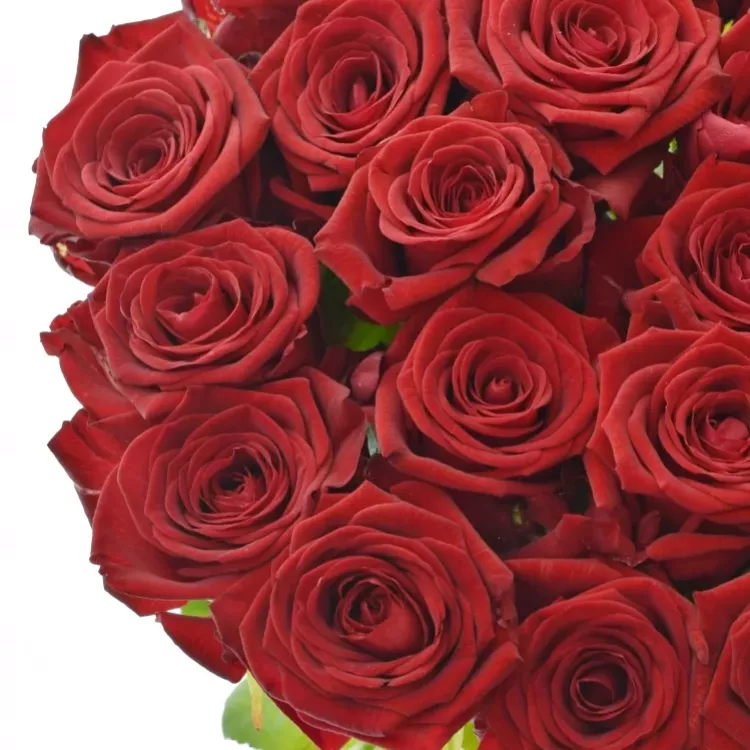 Krásné růže Red Naomi zpestří vánoční atmosféru 