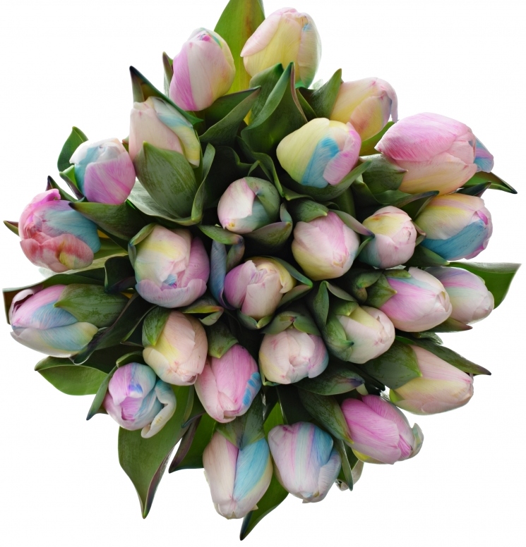 pastelove-duhove-tulipany-florea.jpg (223 KB)