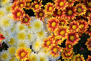 Chryzantéma, listopadka, podzimní květina