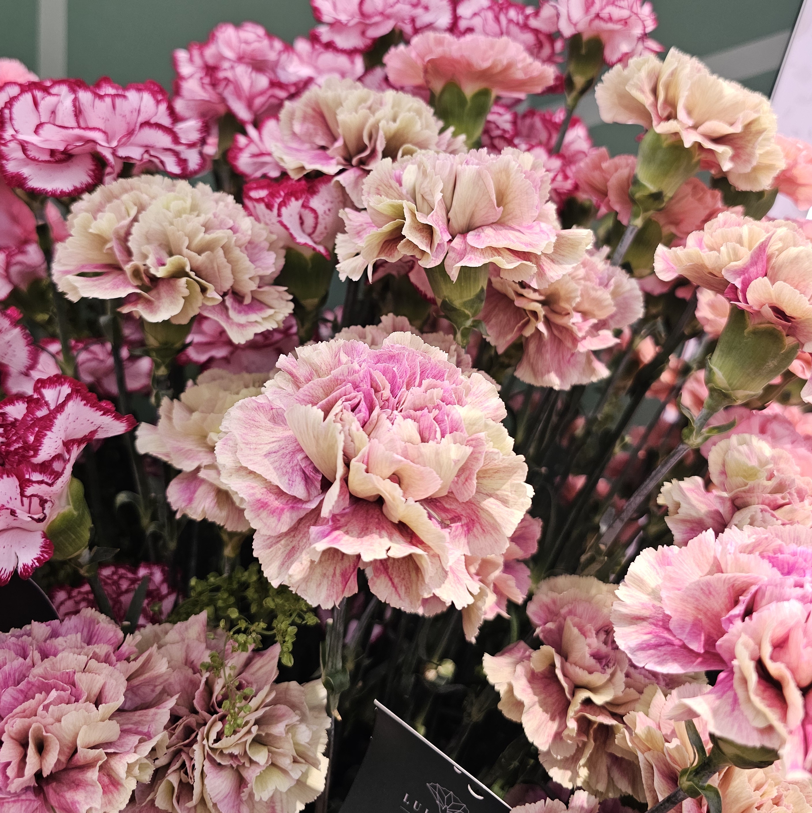 Mix karafiátů2.jpg (2.50 MB)