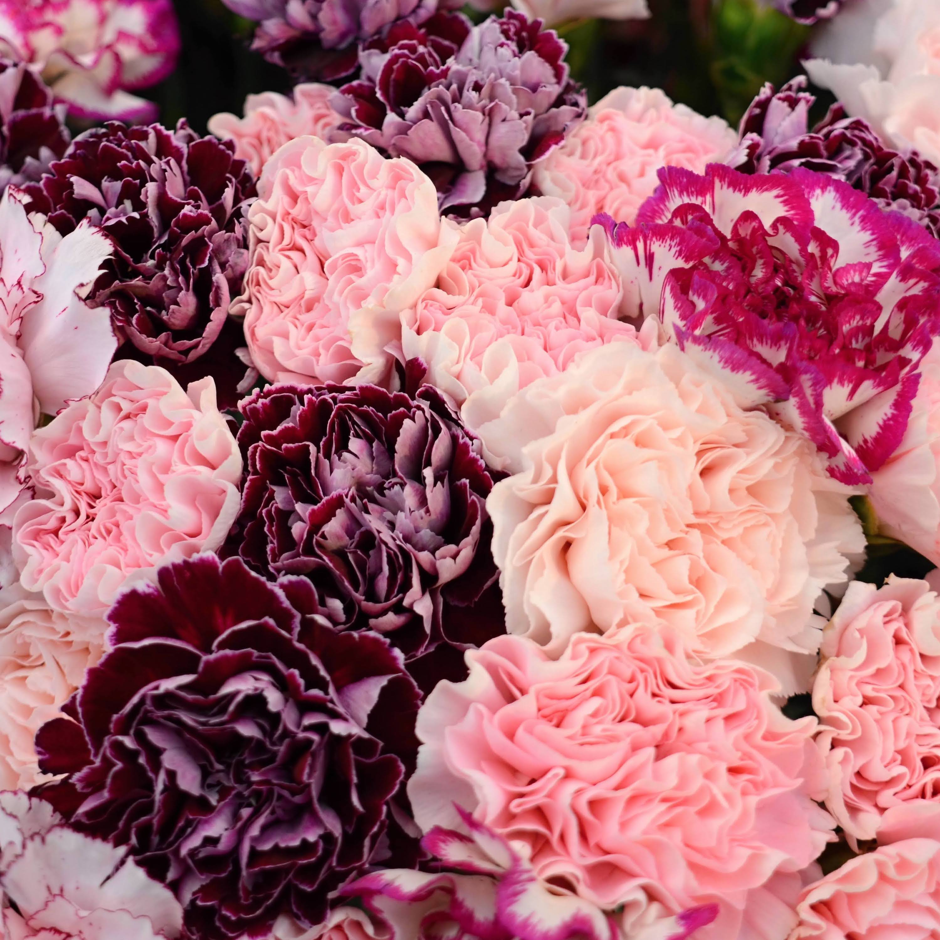 Mix karafiátů3.JPG (558 KB)