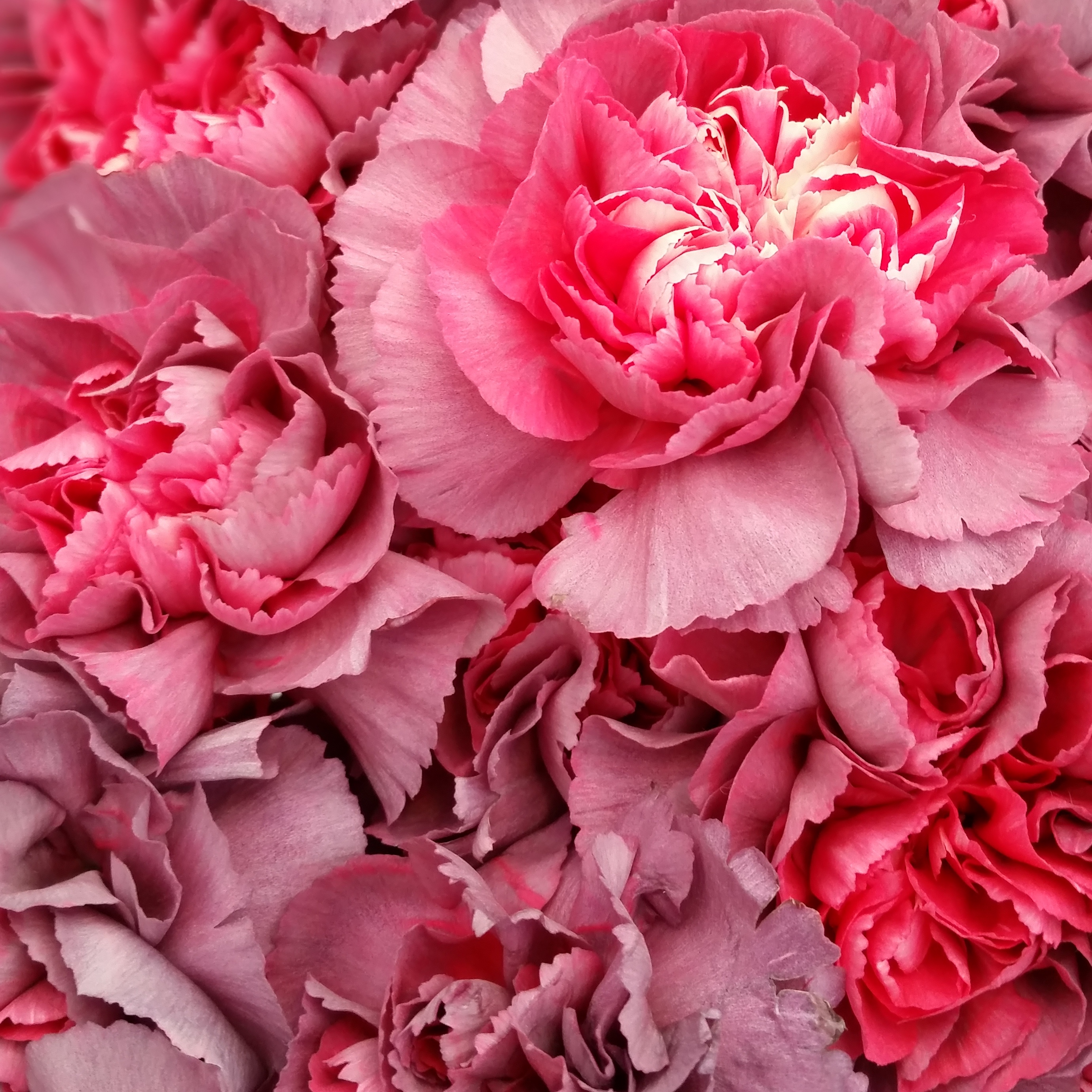 Mix karafiatu1.jpg (2.24 MB)