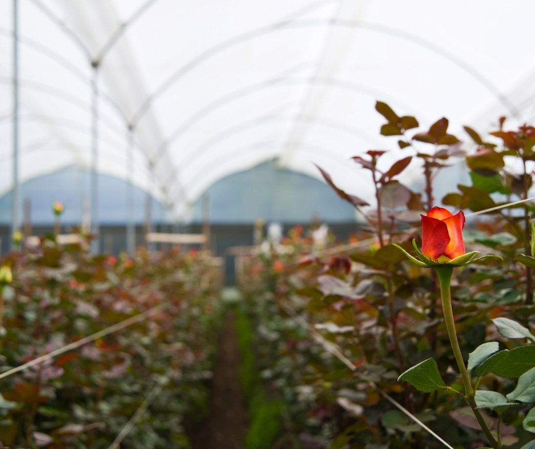 Největší farma květin v Ekvádoru - Mystic Flowers