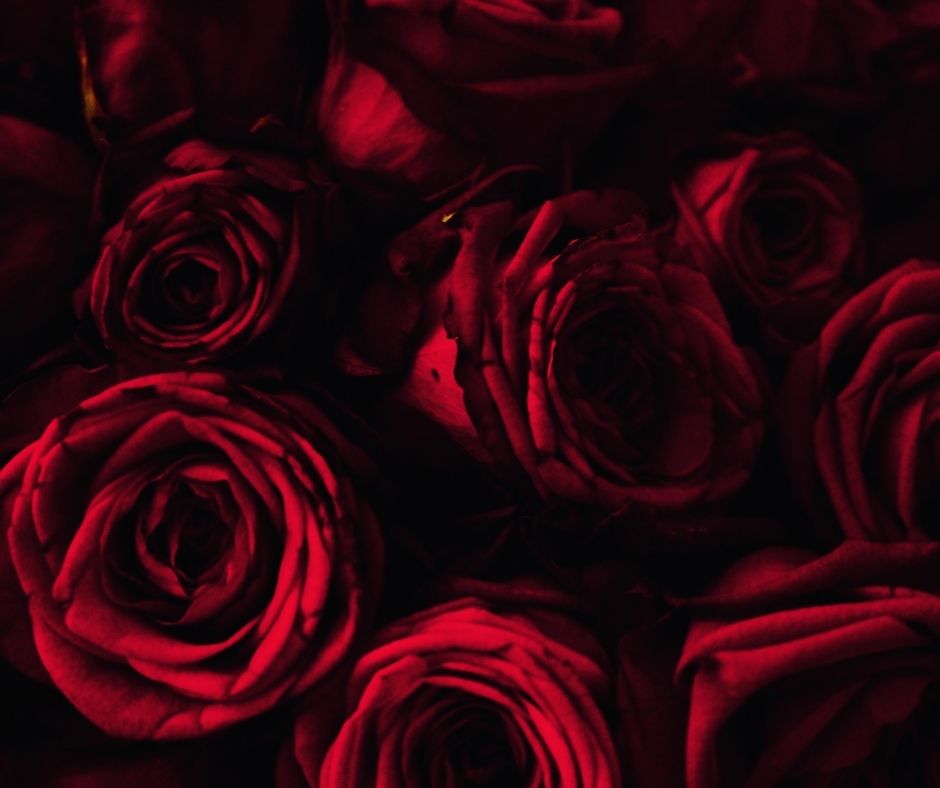 Ekvádorské růže od Pěstitele květin Mystic Flowers