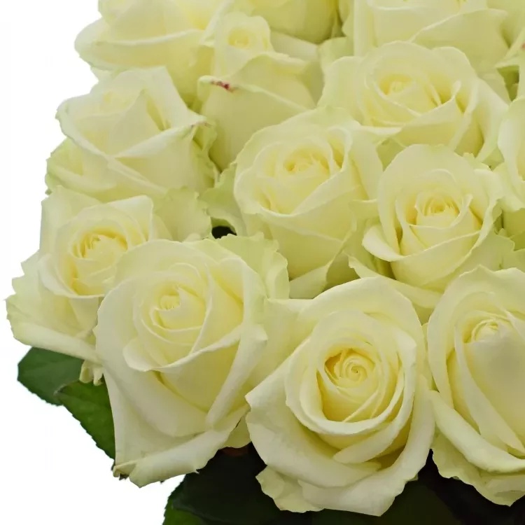 Bílé růže Avalanche+