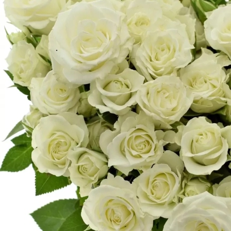 Bílé trsové růže Viviane