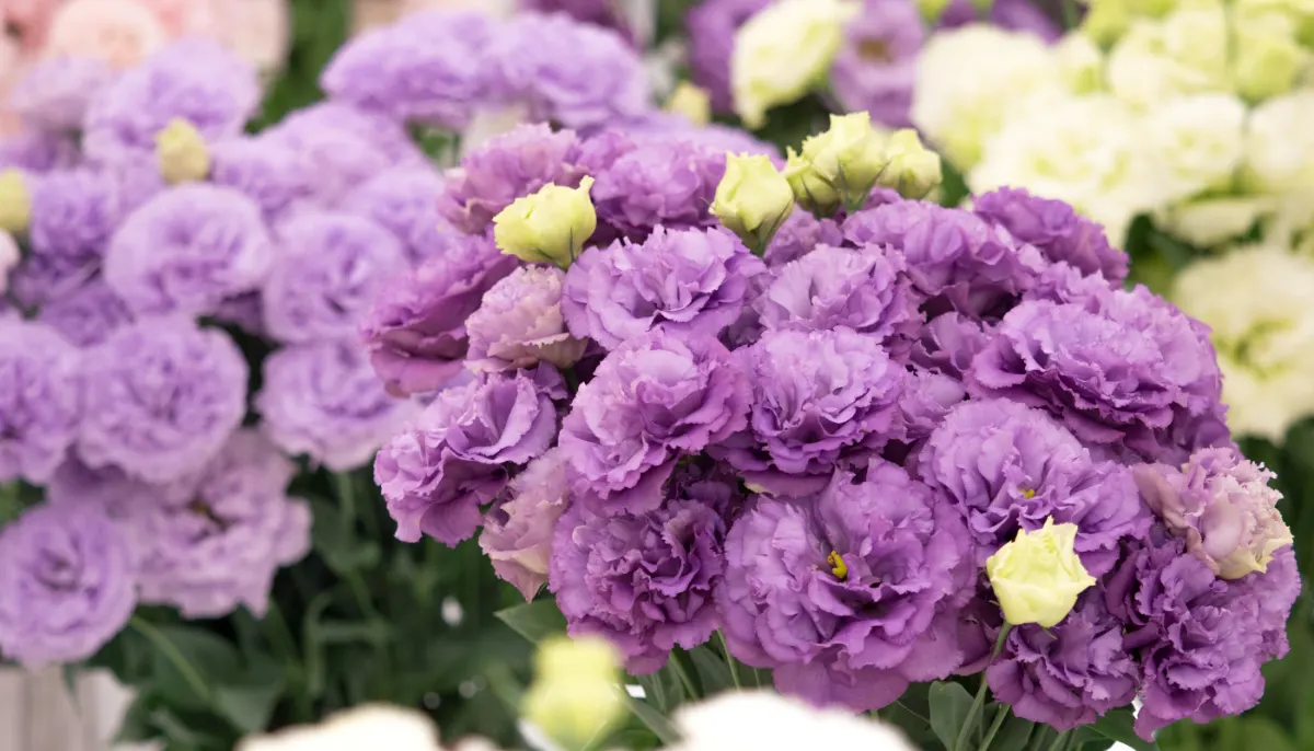 Eustoma, lisianthus, jícnovka velkokvětá, řezané květy