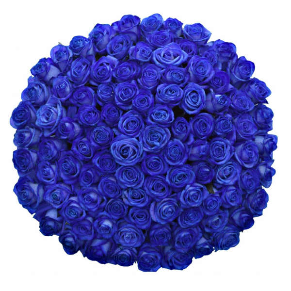 Barva Ruzi (barev růží, Bílá růže, jako symbol, Červená růže, ideální vyjádření, Jsou ideální) Barva Ruzi