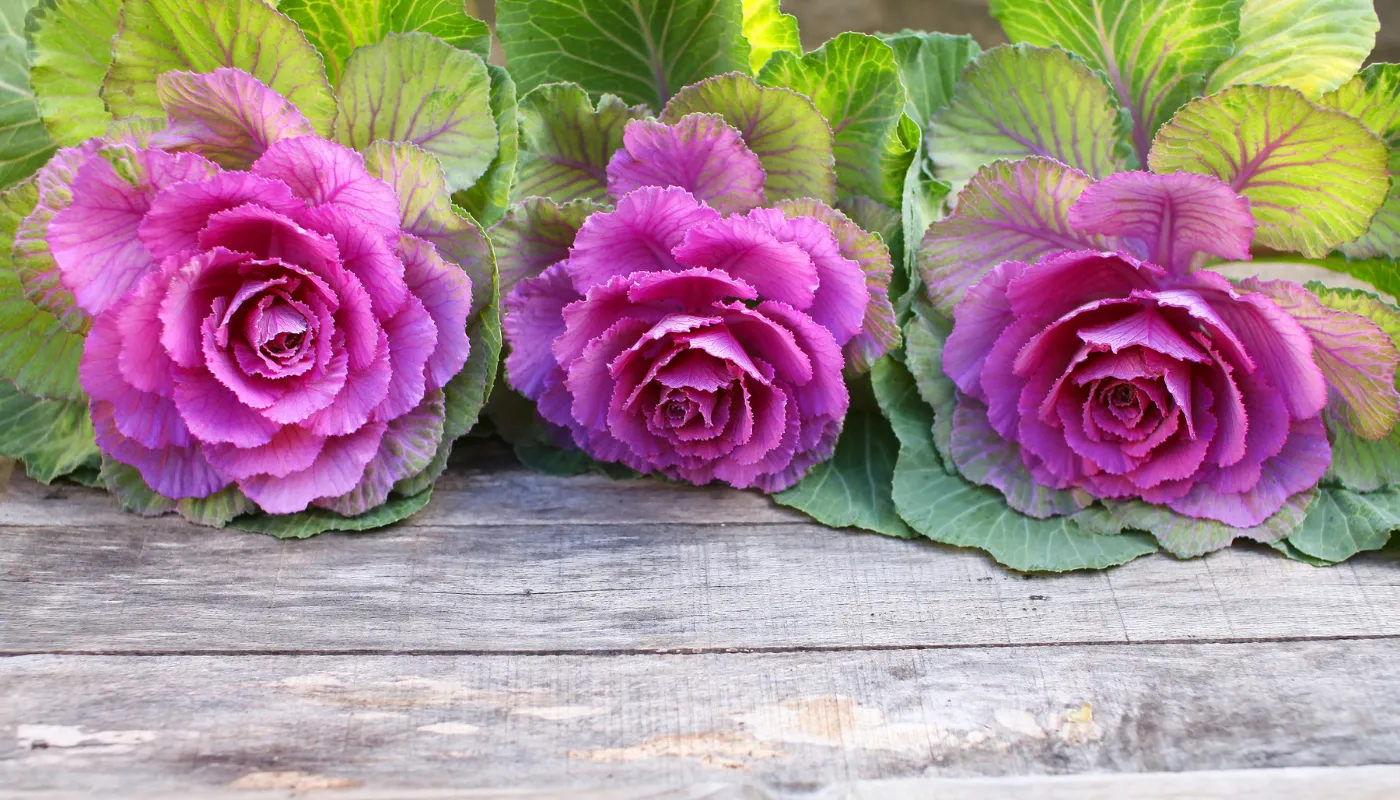 Zelí okrasné aneb Brassica