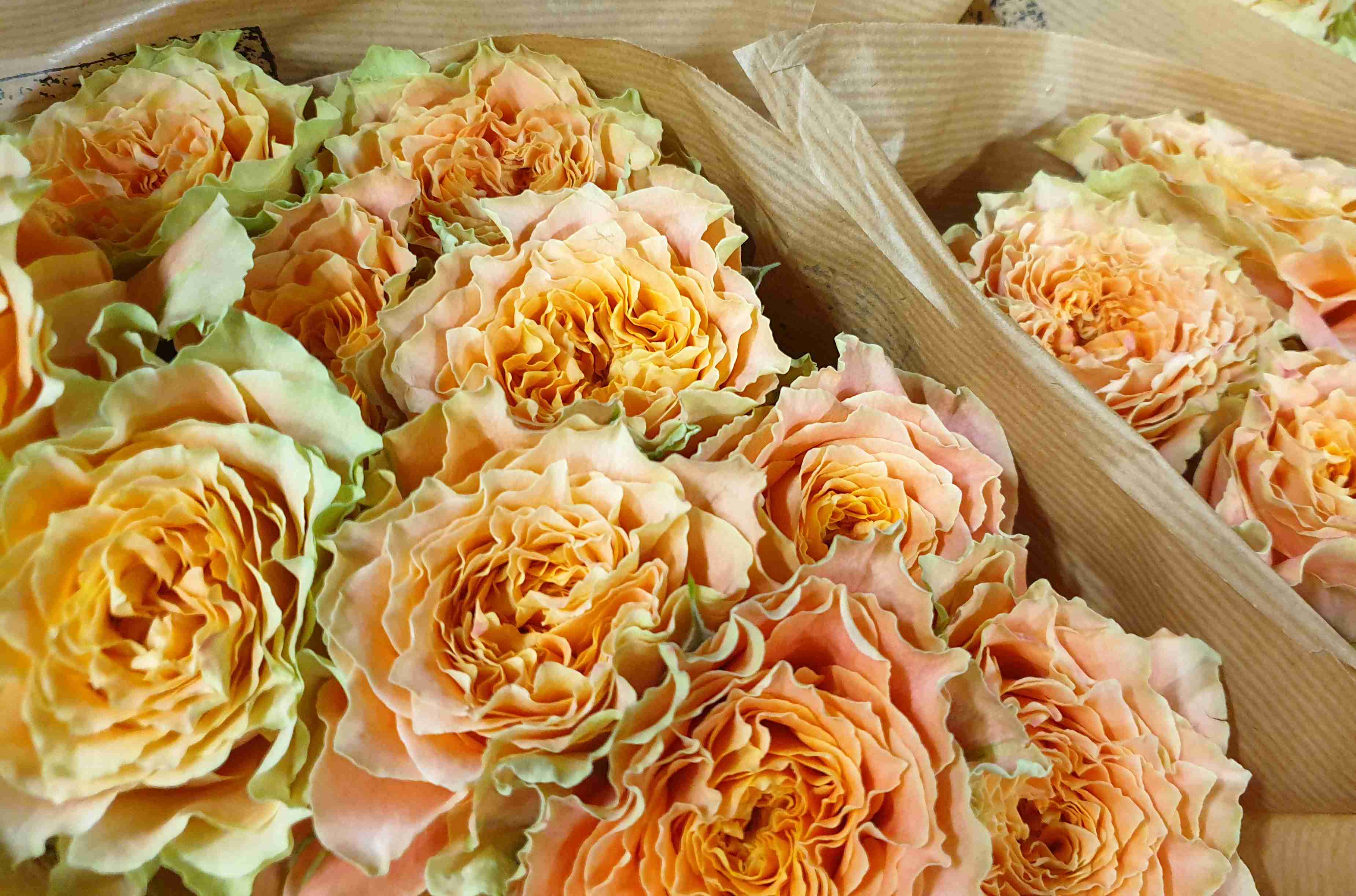 Péče o řezané zahradní růže David Austin