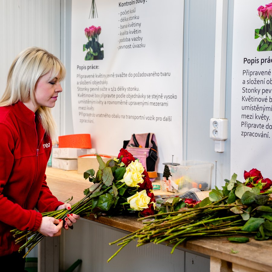 Floristka Florea váže kytici růží na pracovním stole ve skladu