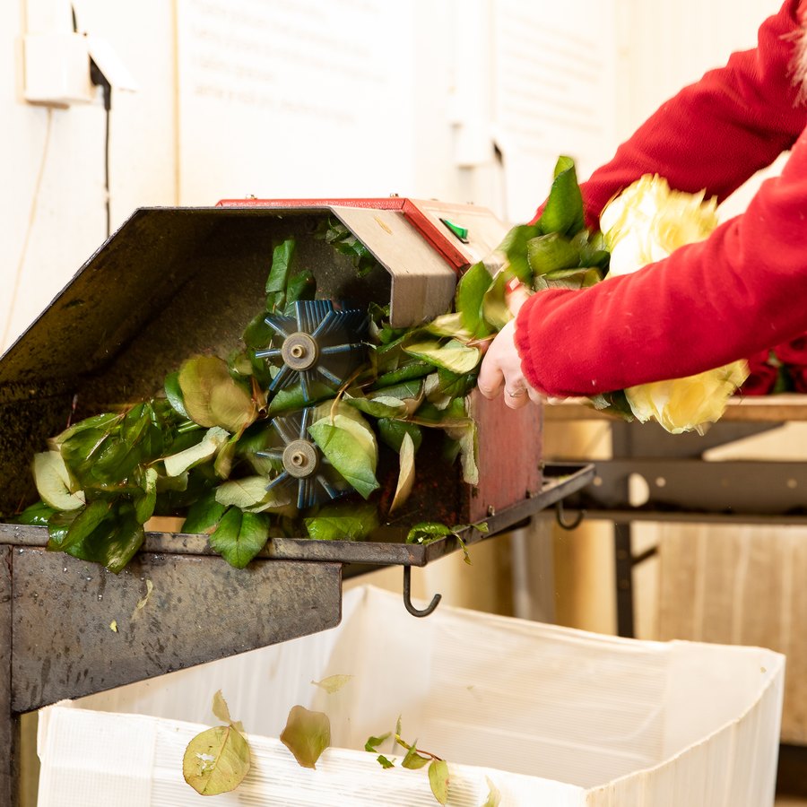 Floristka Florea připravuje růže u vodní lázně před vložením do výživy