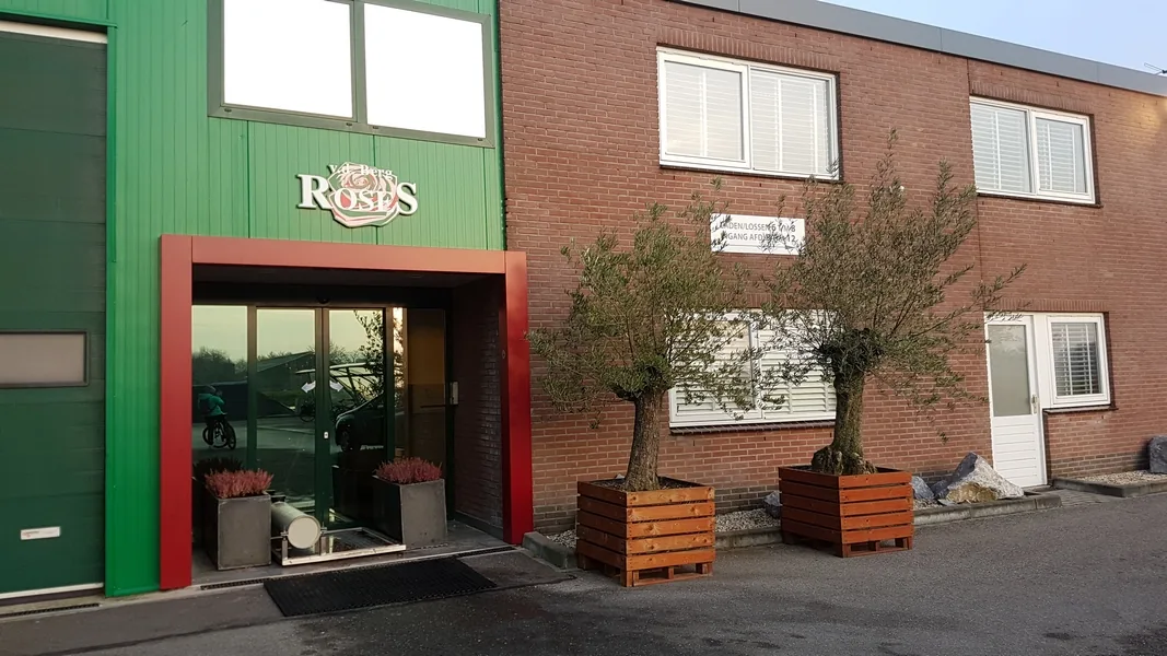 Třídění růží Berg Roses po sklizni