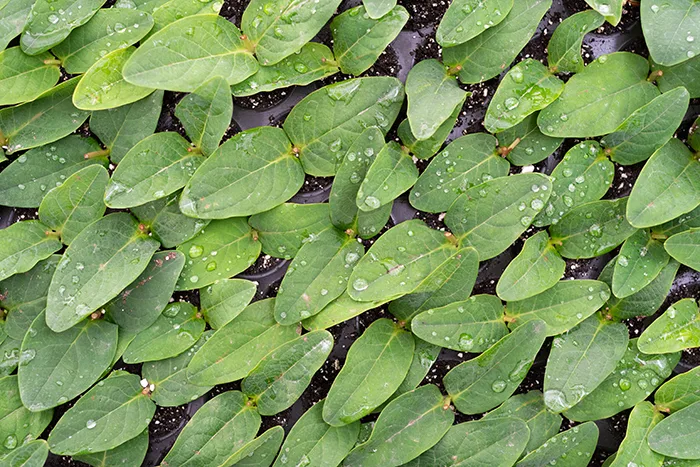 Mladé rostliny hypericum v množárně