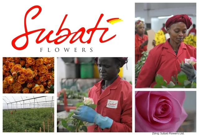 Keňské růže z produkce Subati Flowers