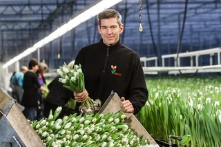 Tulipány pěstitele Triflor v nizozemském skleníku