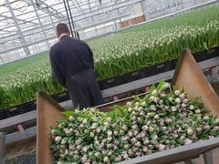Řezané tulipány Triflor připravené po sklizni