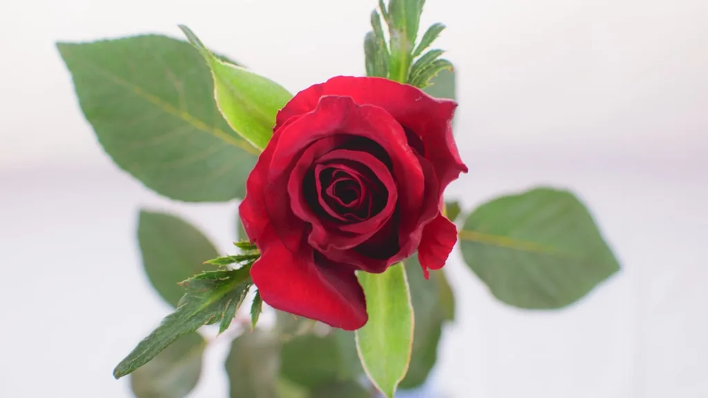 Červená velkokvětá růže Ever Red pěstovaná farmou Bloomingdale Roses
