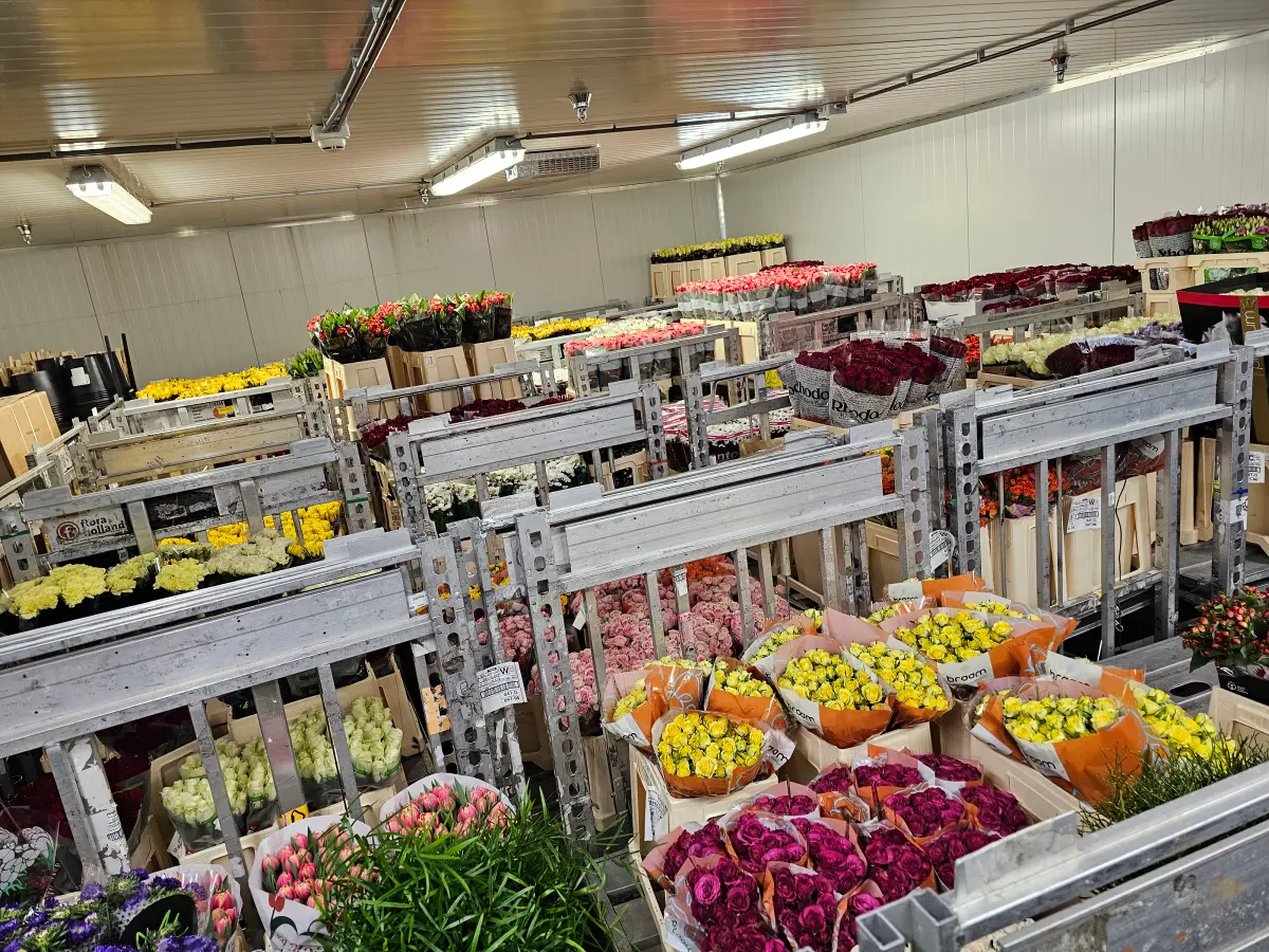 Čertvé květiny v chladícím boxu Florea na burze v Aalsmeeru