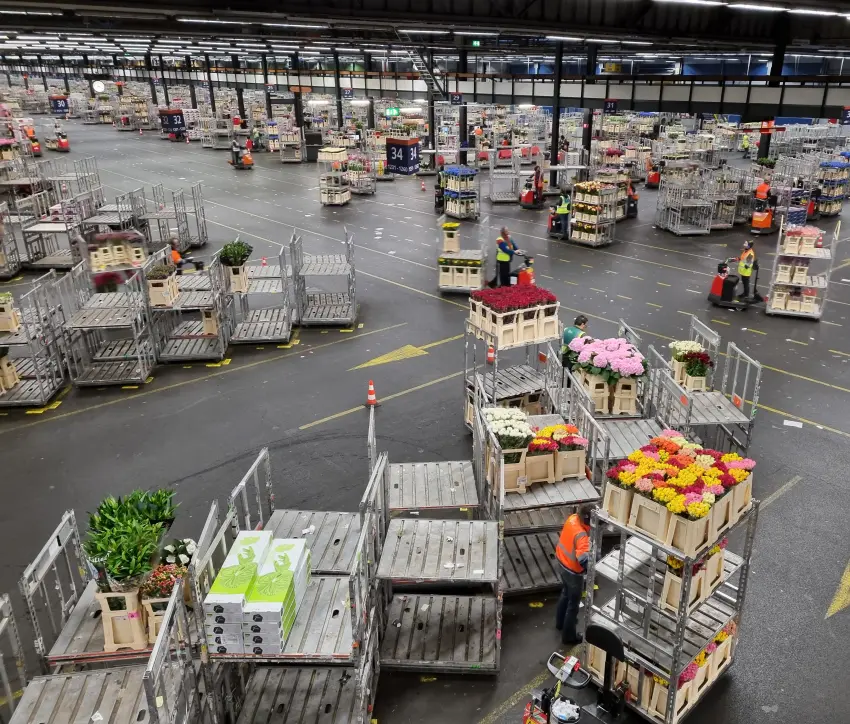 Logistiky květiny na burze - rychlost je čerstvost