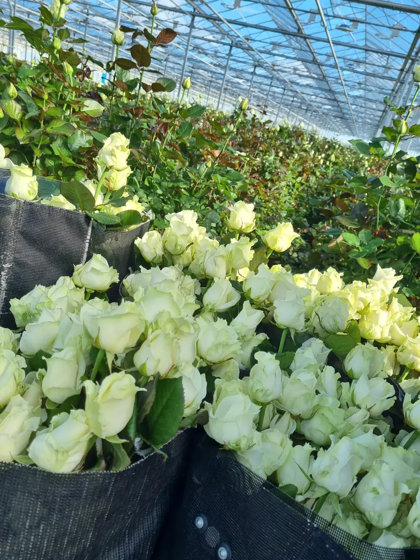 Sklizeň růží u pěstitele před odeslání na burzu