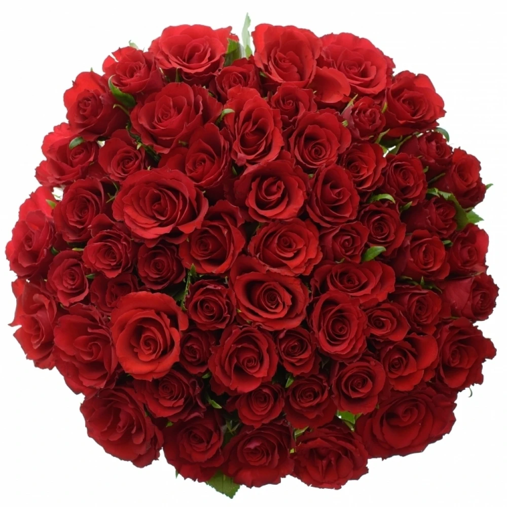 red-calypso.webp (120 KB)