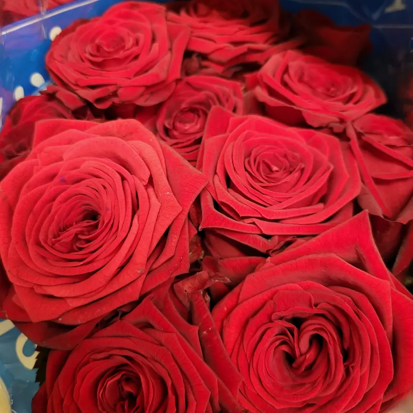 Růže Red Naomi – bohatý květ a výrazná vůně