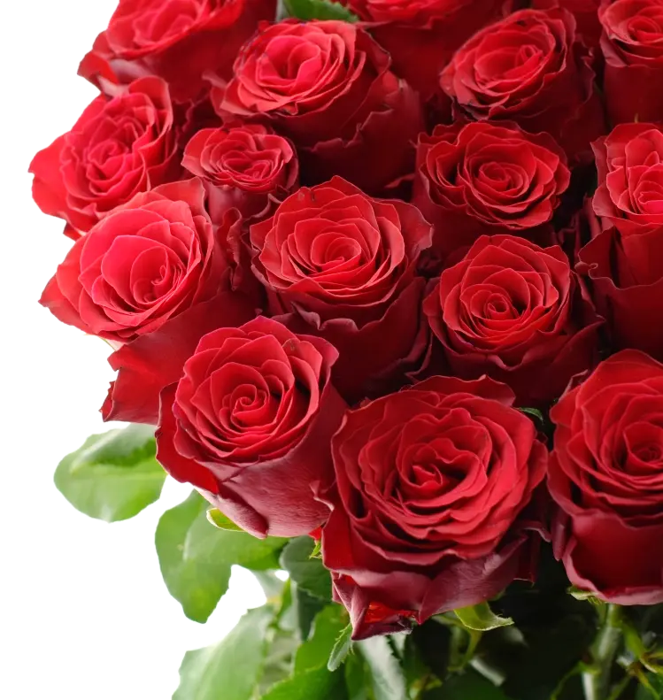 Růže Rhodos – drží tvar, pomalé pootevření