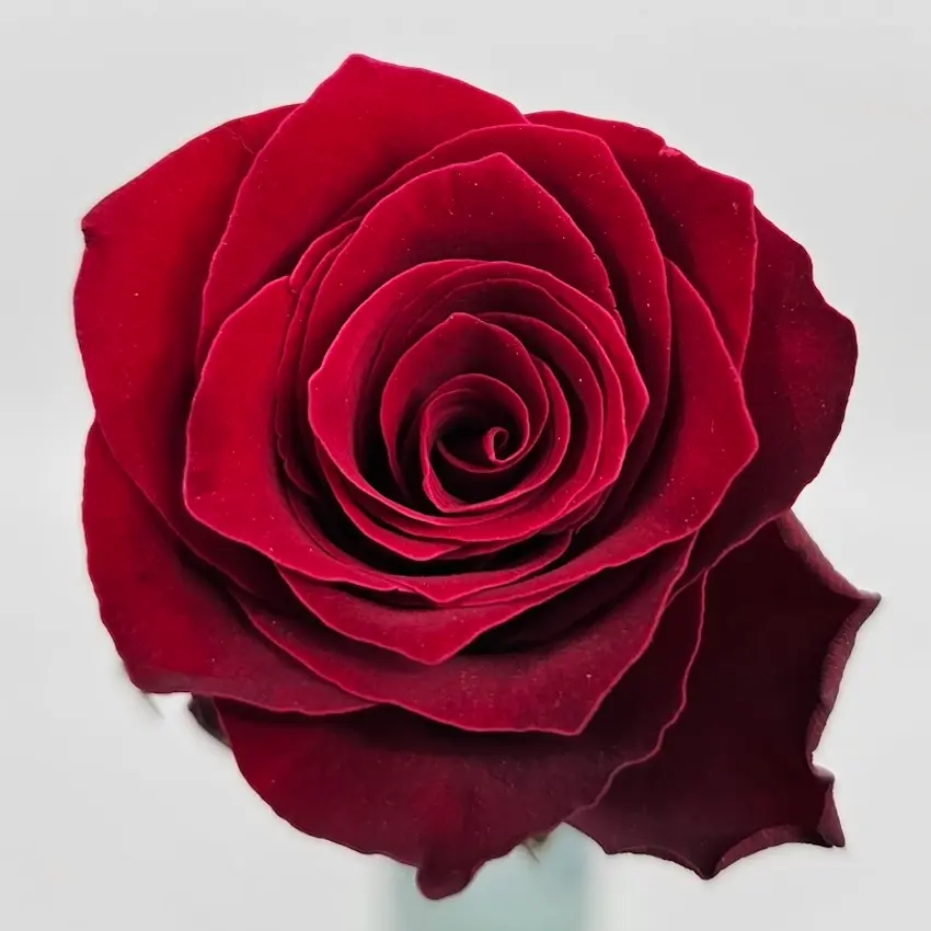 Růže Upper Class – z malé hlavy nakvete do velkého květu