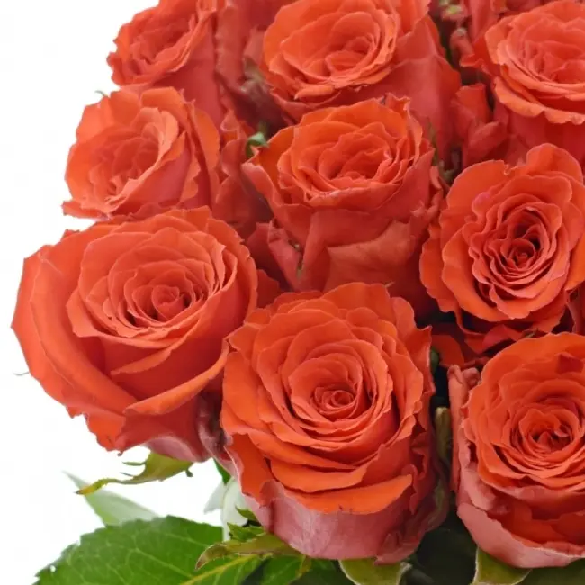 Bright Torch – zářivě červená růže