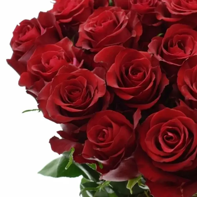 Rudá růže Ever Red – růže s největším květem